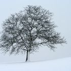 DER Baum im Winter