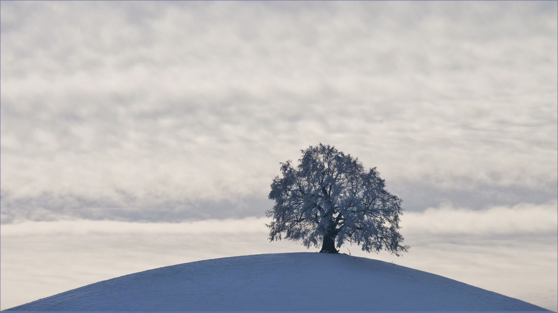 Der Baum im Winter