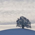 Der Baum im Winter