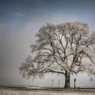 Der Baum im Winter