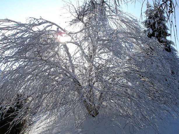 Der Baum im Winterkleid