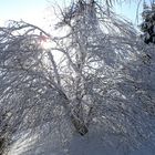 Der Baum im Winterkleid