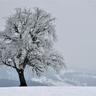 Der Baum im Winterkleid...