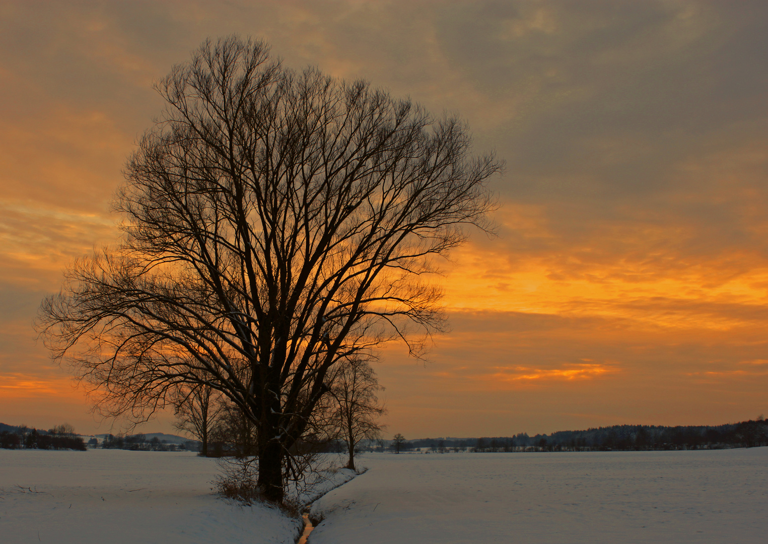 Der Baum im Winterlicht