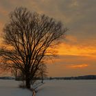 Der Baum im Winterlicht