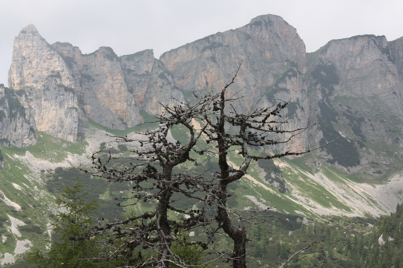 der Baum in den Bergen