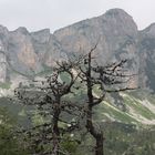 der Baum in den Bergen