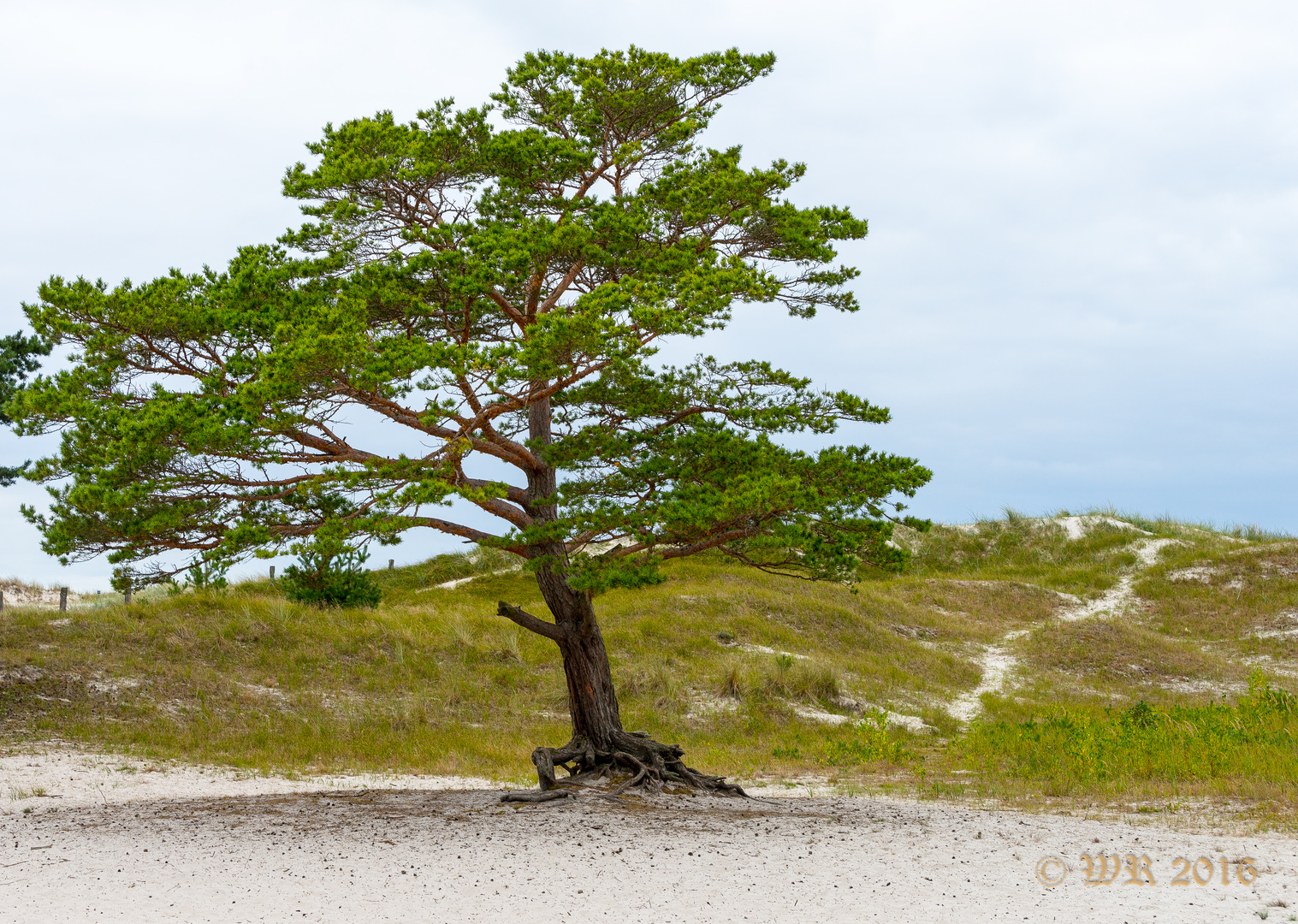 der Baum in den Dünen