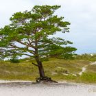 der Baum in den Dünen