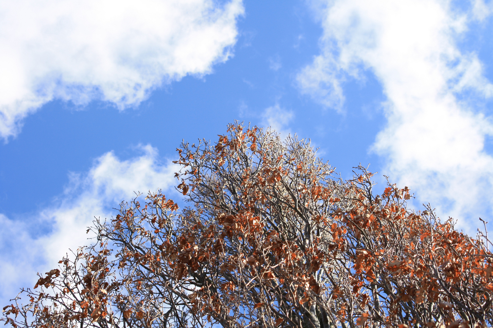 Der Baum in den Wolken