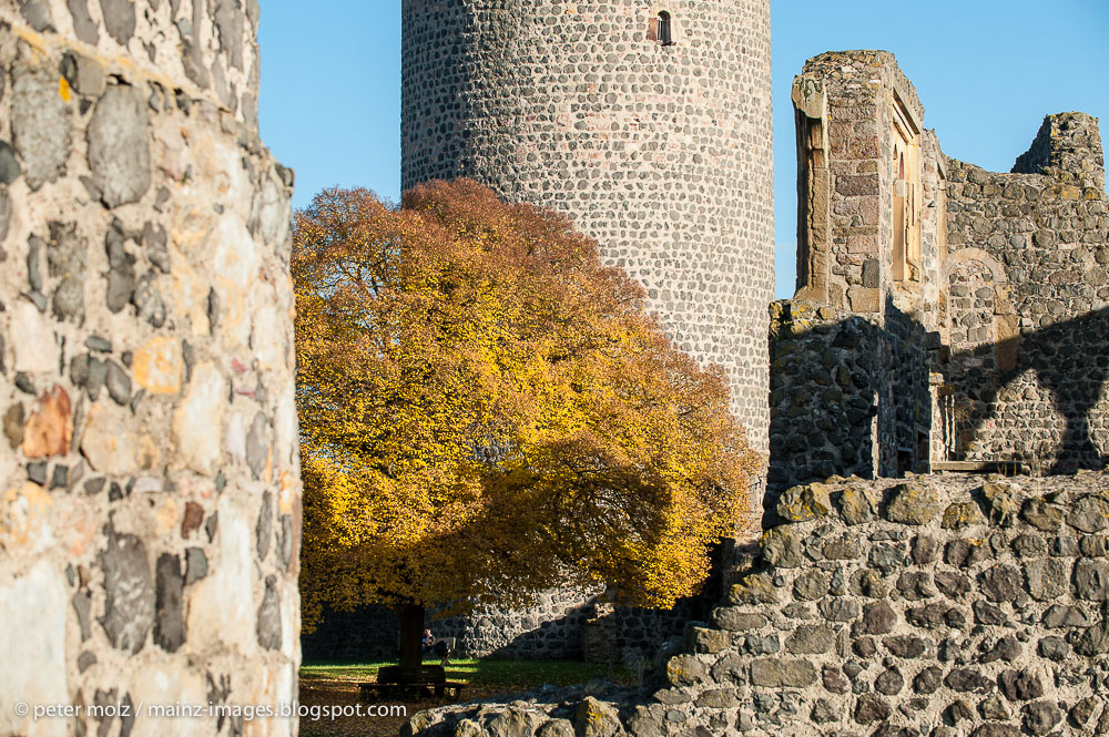 Der Baum in der Burg (1)