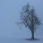 Der Baum in der Früh