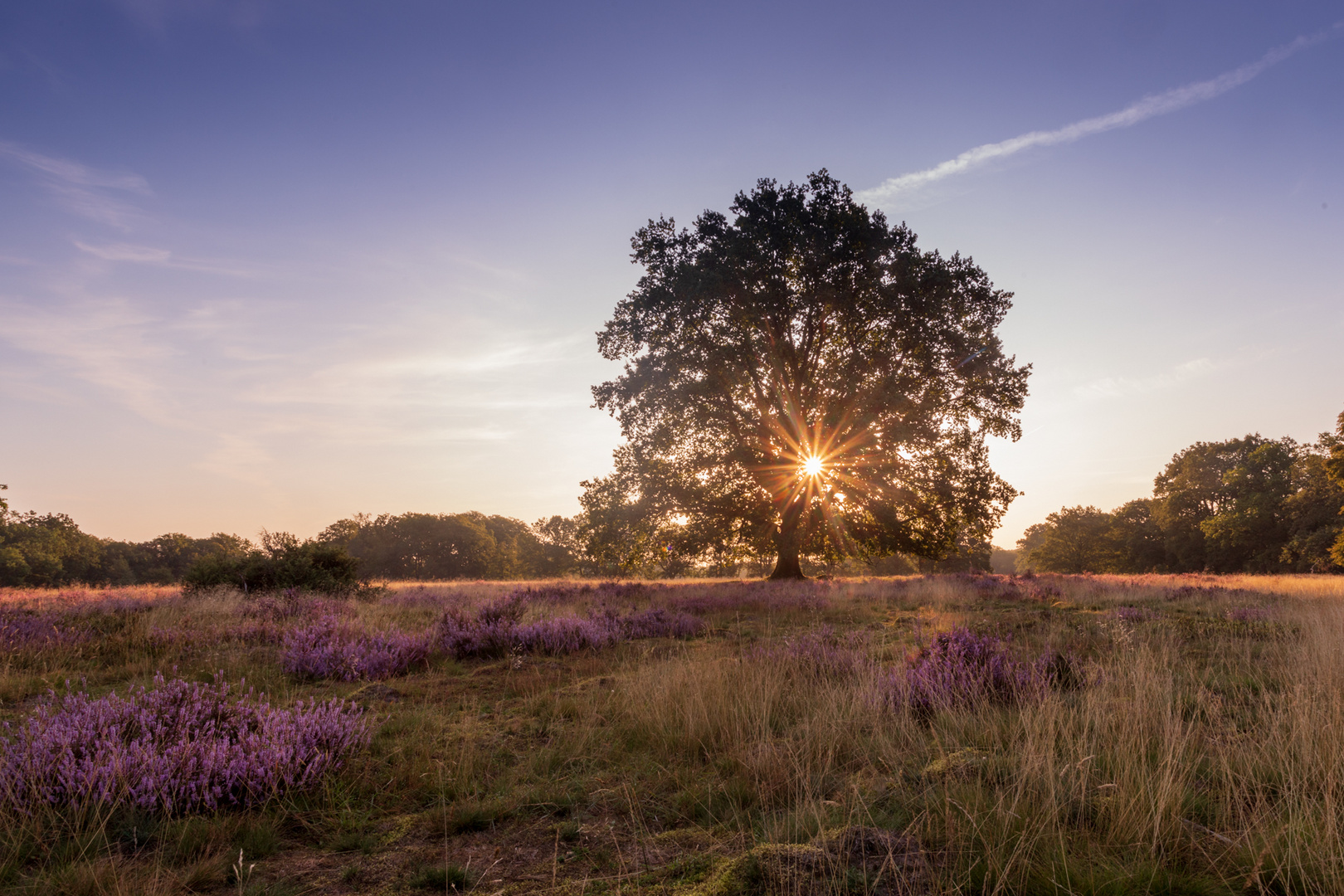 der Baum in der Heide