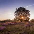 der Baum in der Heide