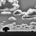 ... der baum in der landschaft