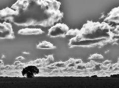 ... der baum in der landschaft