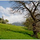 <Der Baum in der Landschaft>