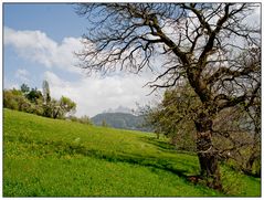 <Der Baum in der Landschaft>