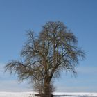 Der Baum in der Mittagssonne