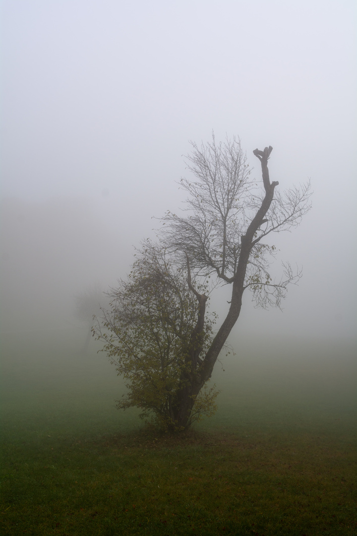 Der Baum in der Mitte