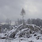 Der Baum in der Mitte