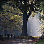 der Baum in der Mitte