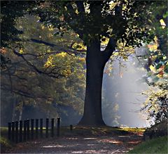 der Baum in der Mitte