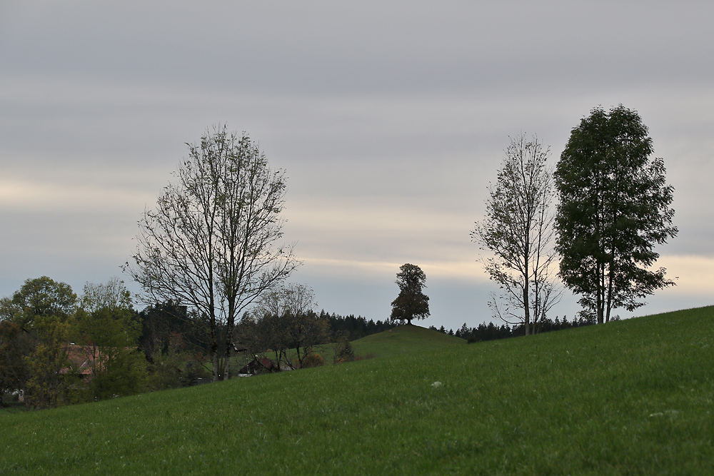 der Baum in der Mitte