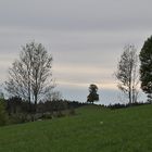 der Baum in der Mitte