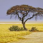 der Baum in der Savanne 