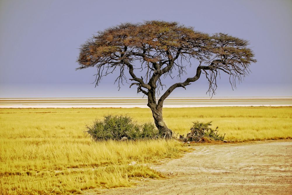 der Baum in der Savanne 