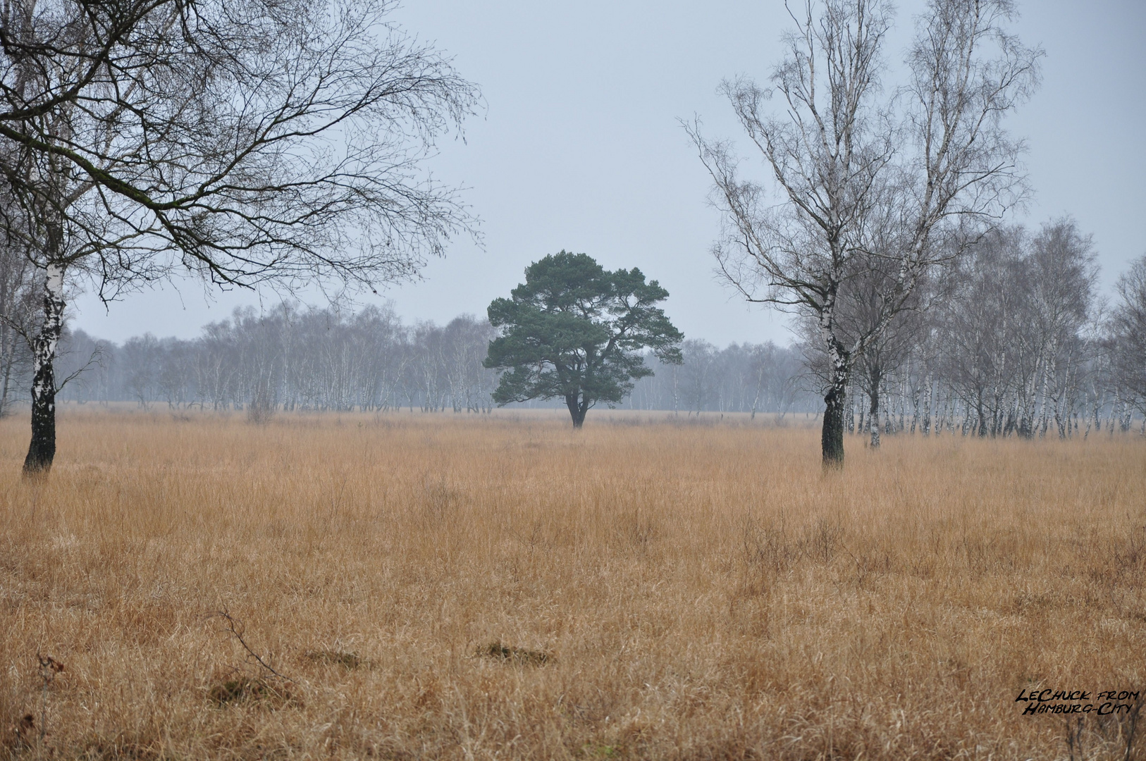 Der Baum in der Steppe