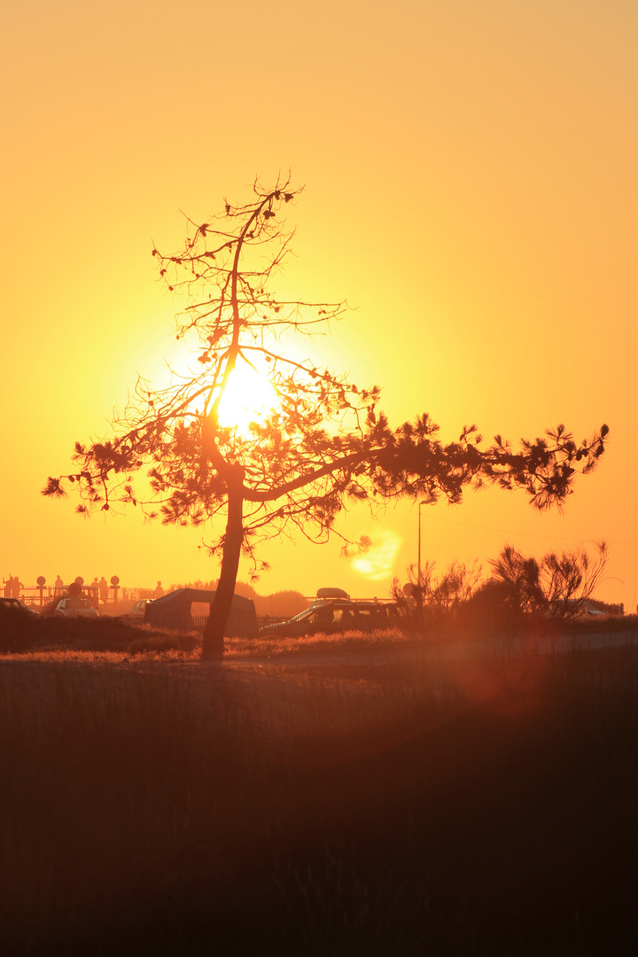 Der Baum in Flammen