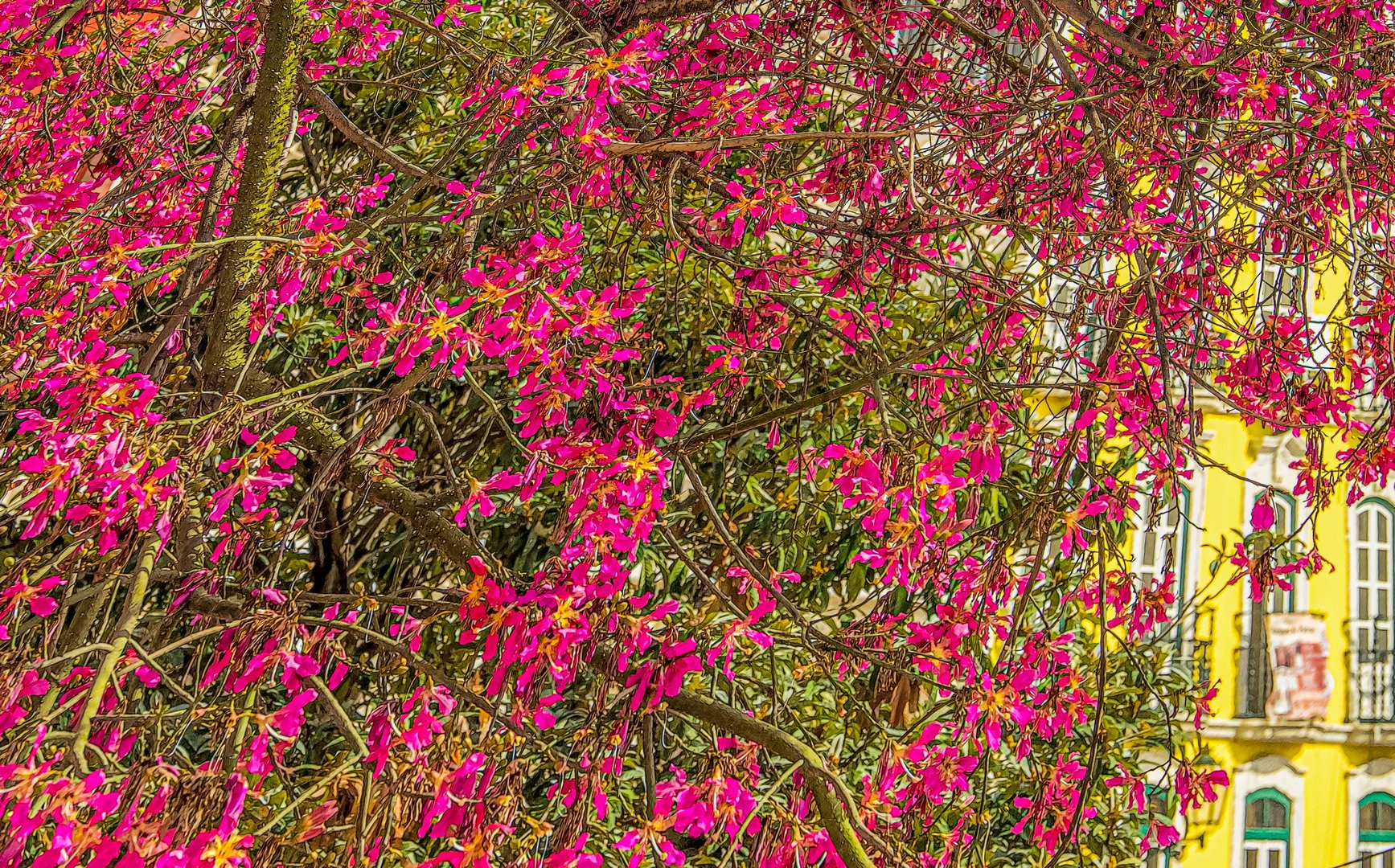 Der Baum in Lissabon