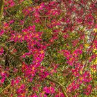 Der Baum in Lissabon