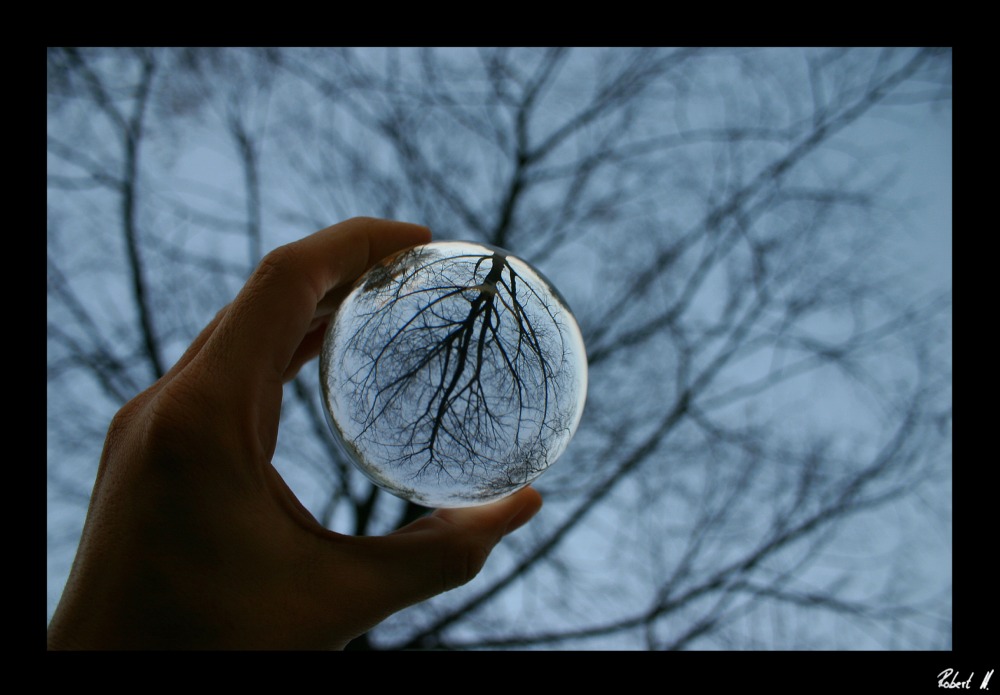 Der Baum in meiner Hand