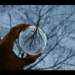 Der Baum in meiner Hand