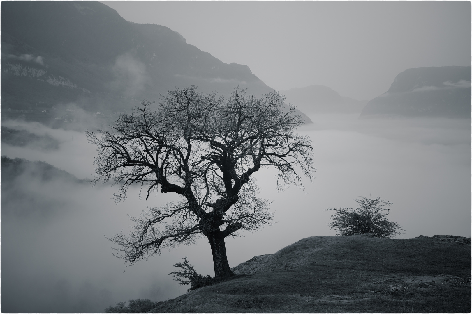 Der Baum in Nebel Stimmung