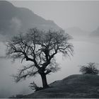 Der Baum in Nebel Stimmung