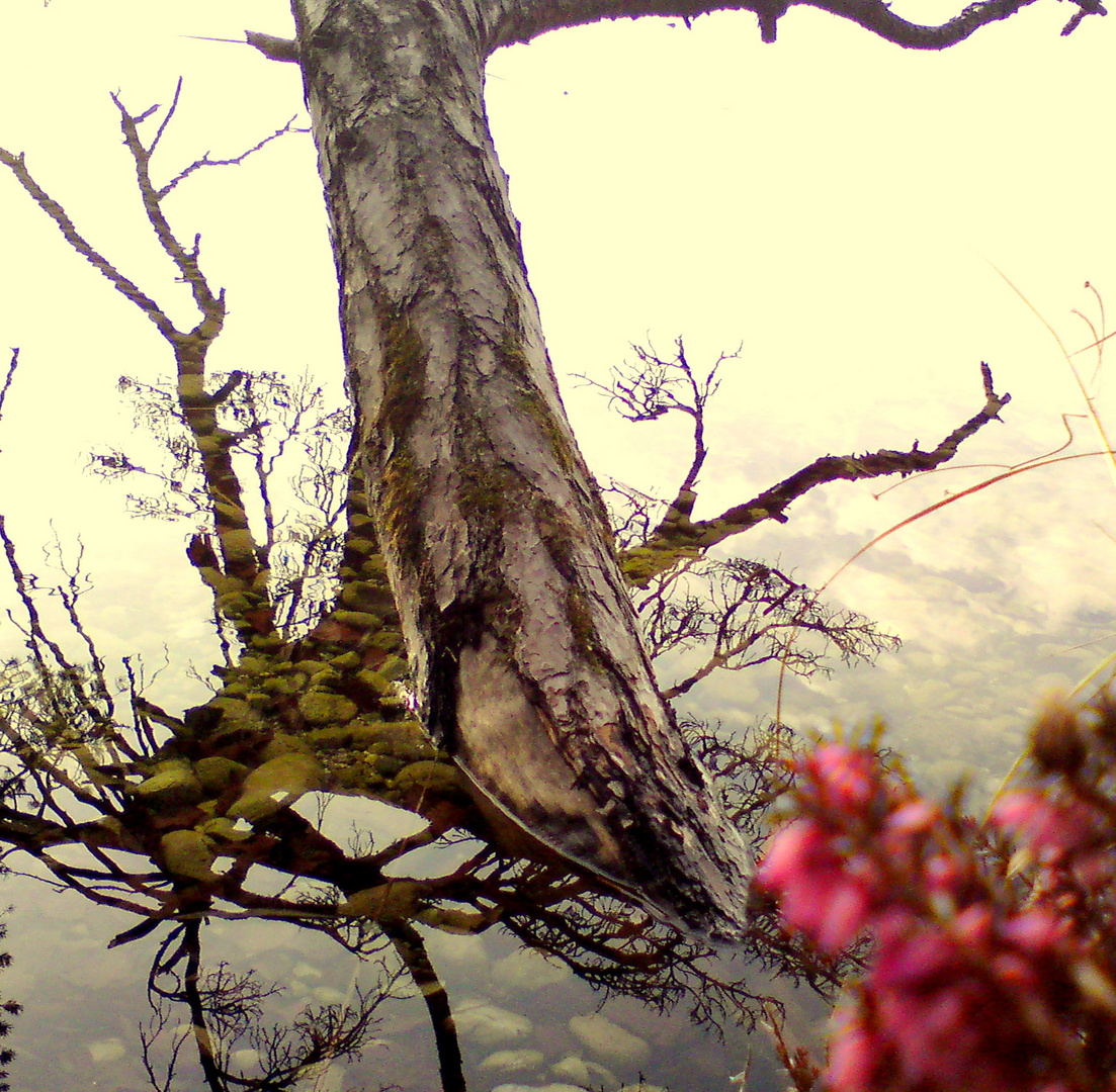 Der Baum in Steinen