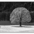 DER BAUM IN SW