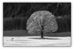 DER BAUM IN SW