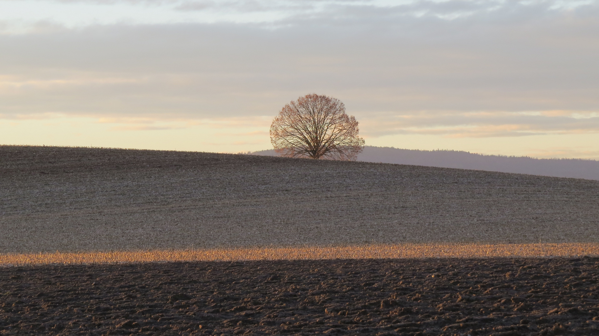 Der Baum in Zürich-Oberglatt