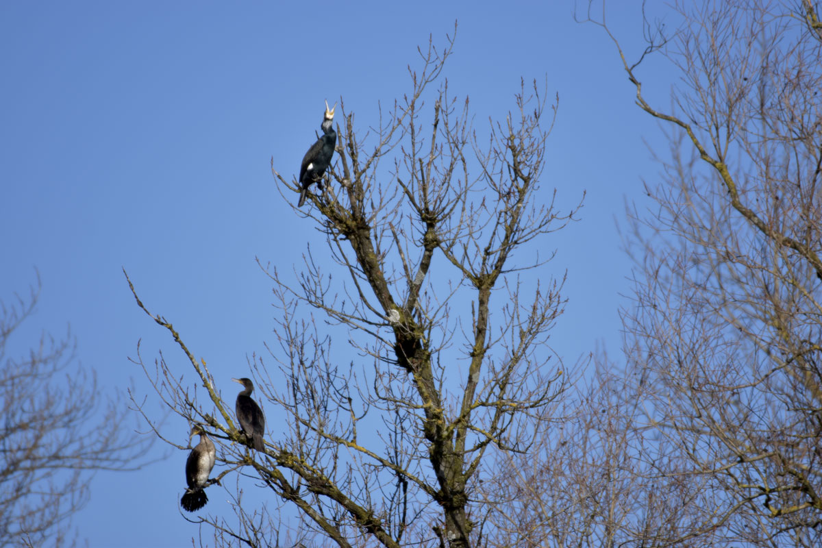 Der Baum ist  besetzt