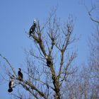 Der Baum ist  besetzt