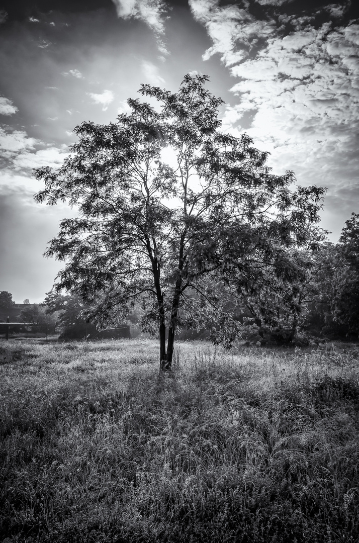 Der Baum ist da ...