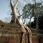 Der Baum ist stärker