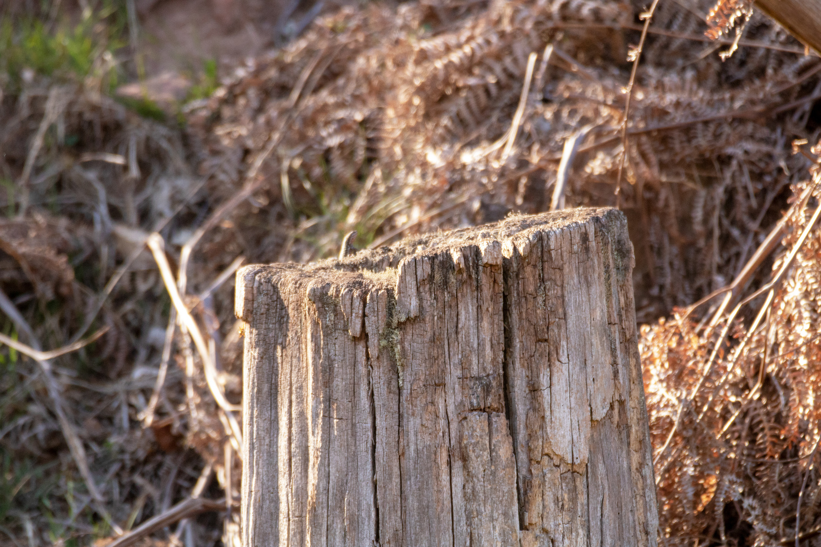 Der Baum ist tot