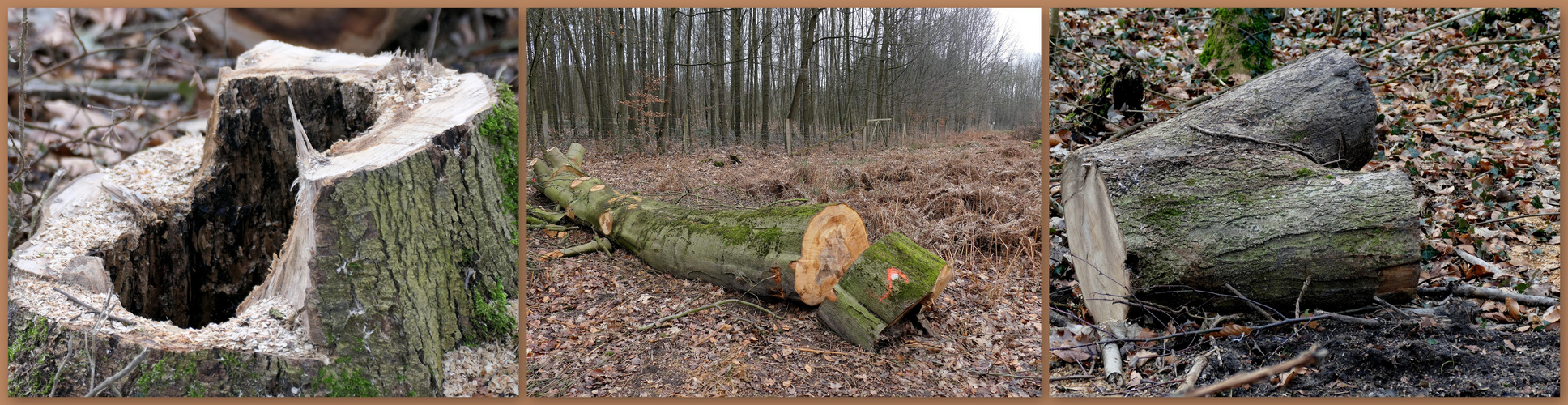 Der Baum ist tot