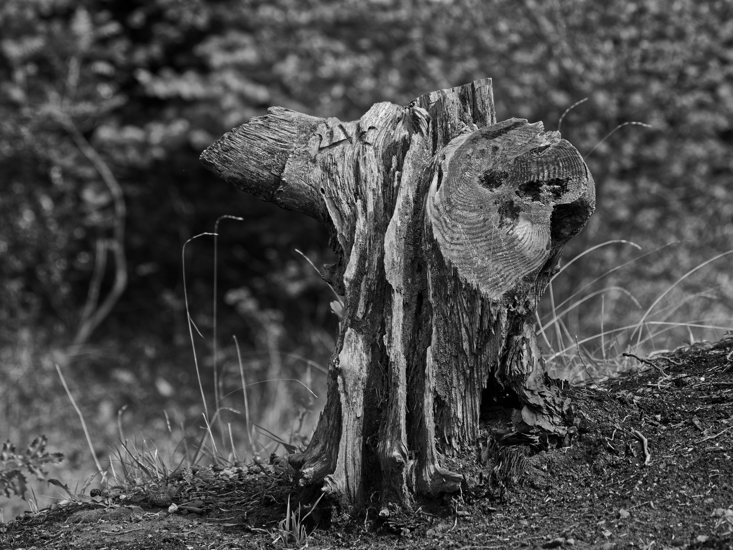 Der Baum ist tot 